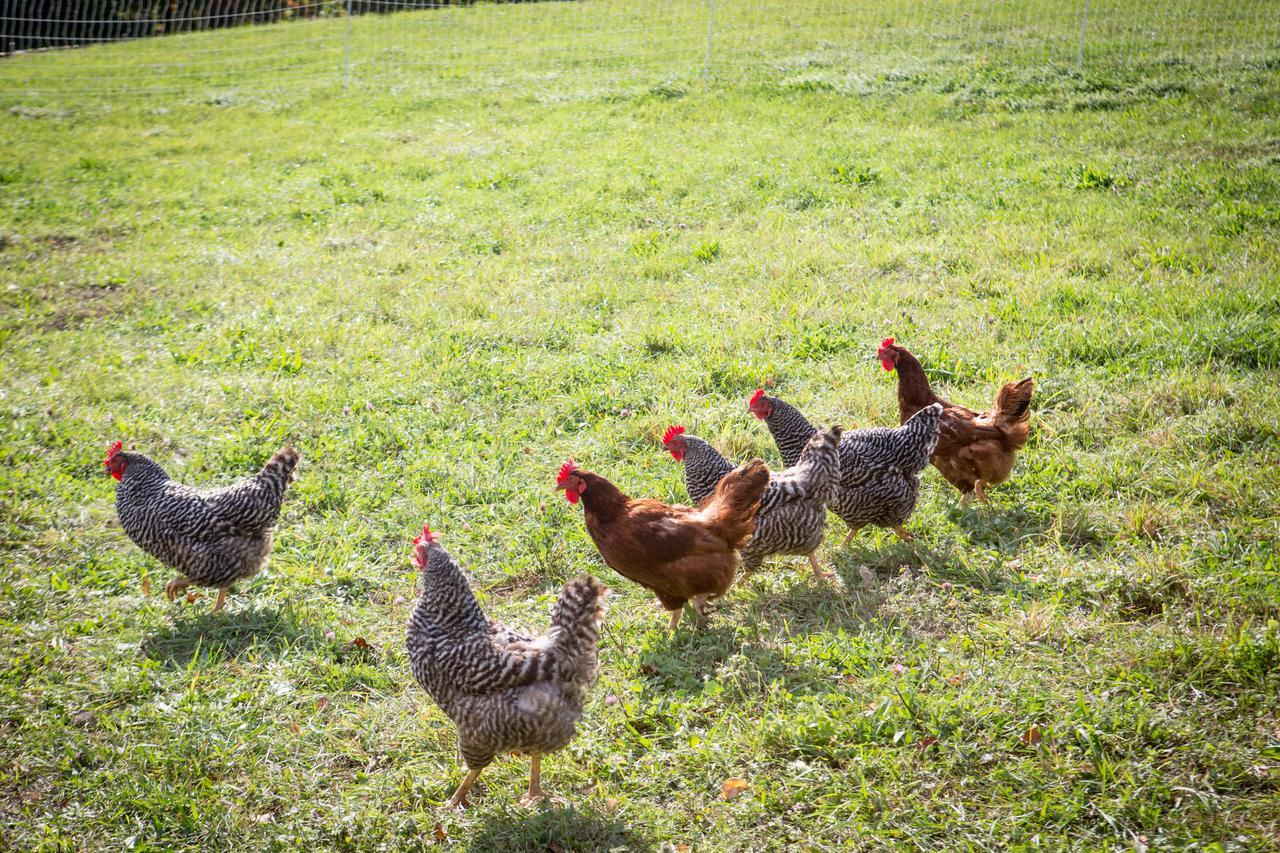 Woodstock Sustainable Farms Villa Habitación foto
